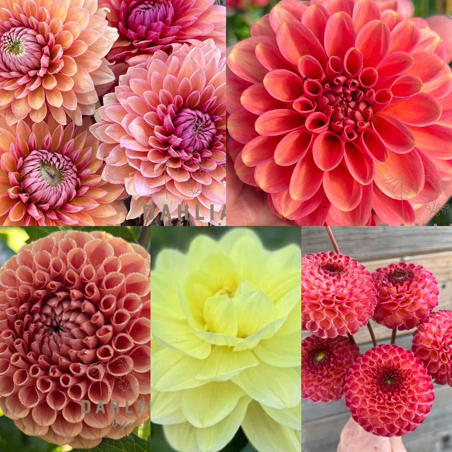 Dahlia Linn´s favoriter mix 5st knölar
