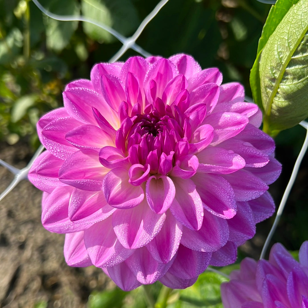 Dahlia Mediterranee Nyhet!