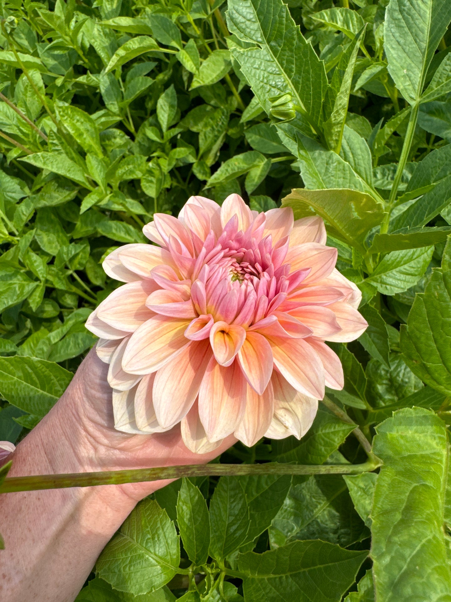 Dahlia Sturm Sweet Maria