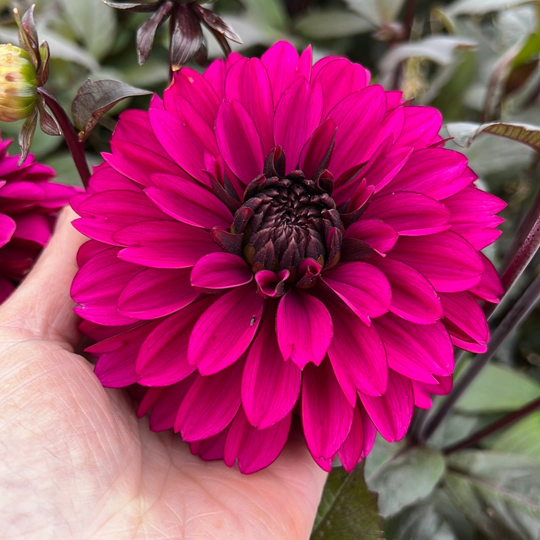 Dahlia Jennifer Mary Ellen