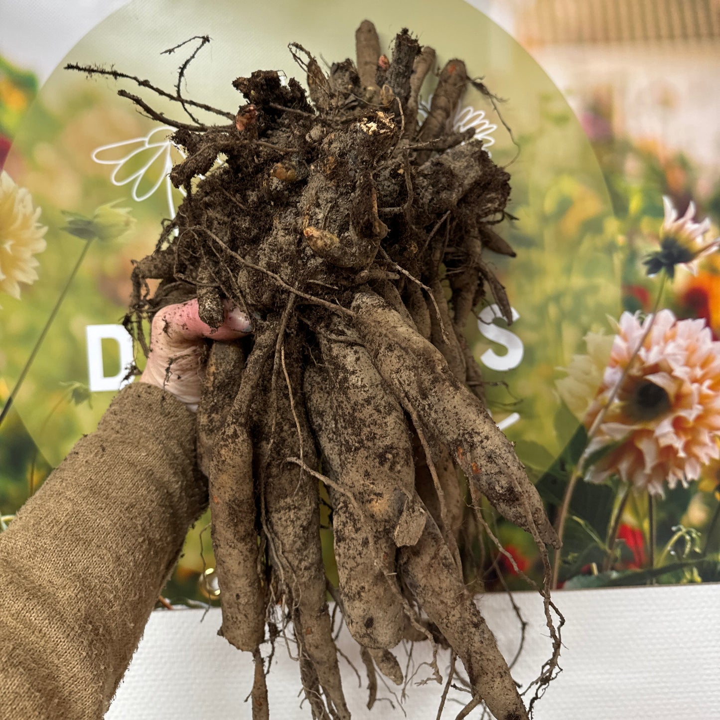 Pion Coral Sunset "Mega rötter"