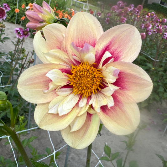 Dahlia Rhubarb & Custard Nyhet!