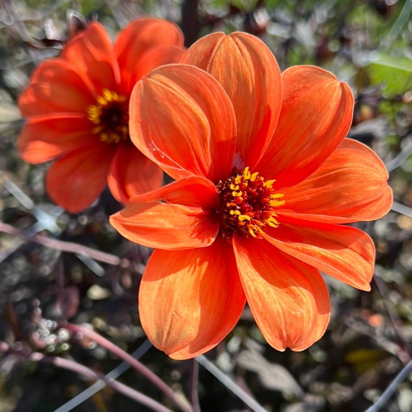 Dahlia Bishop of Oxford