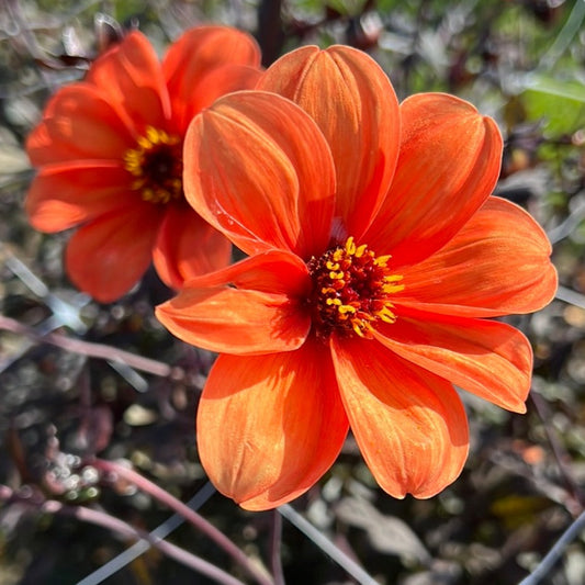 Dahlia Bishop of Oxford