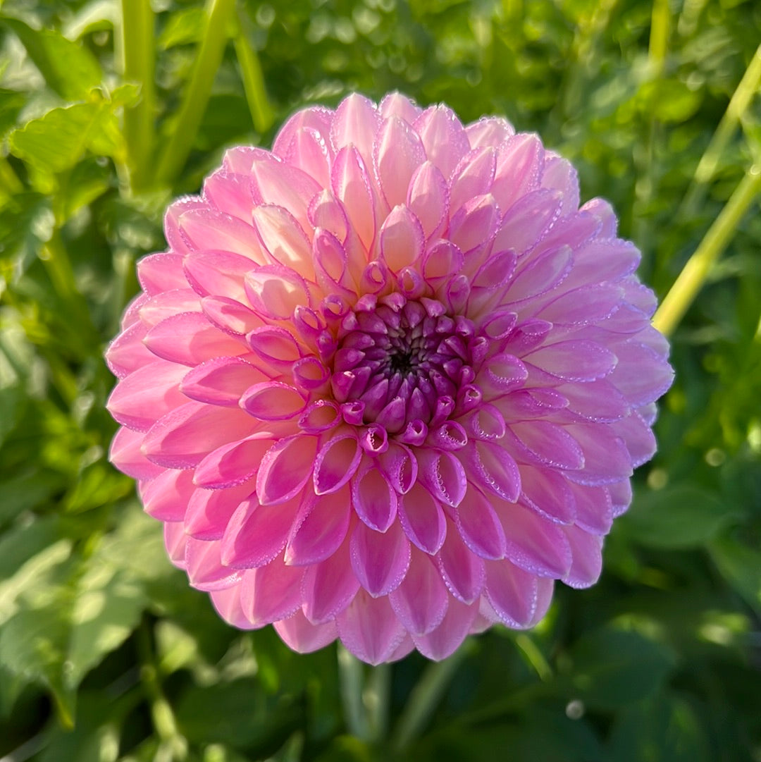 Dahlia Sefton Silvertop