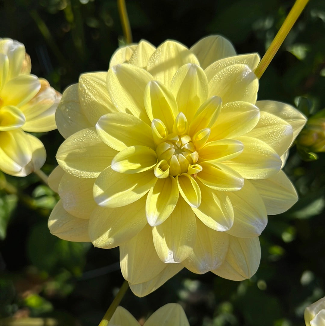 Dahlia Yellow Perception