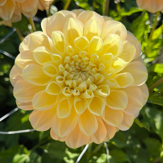 Dahlia Honey Dew Svenskodlad