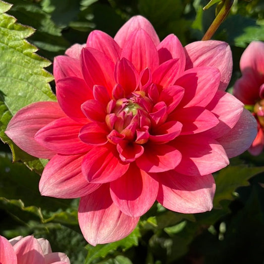 Dahlia Berliner Kleene