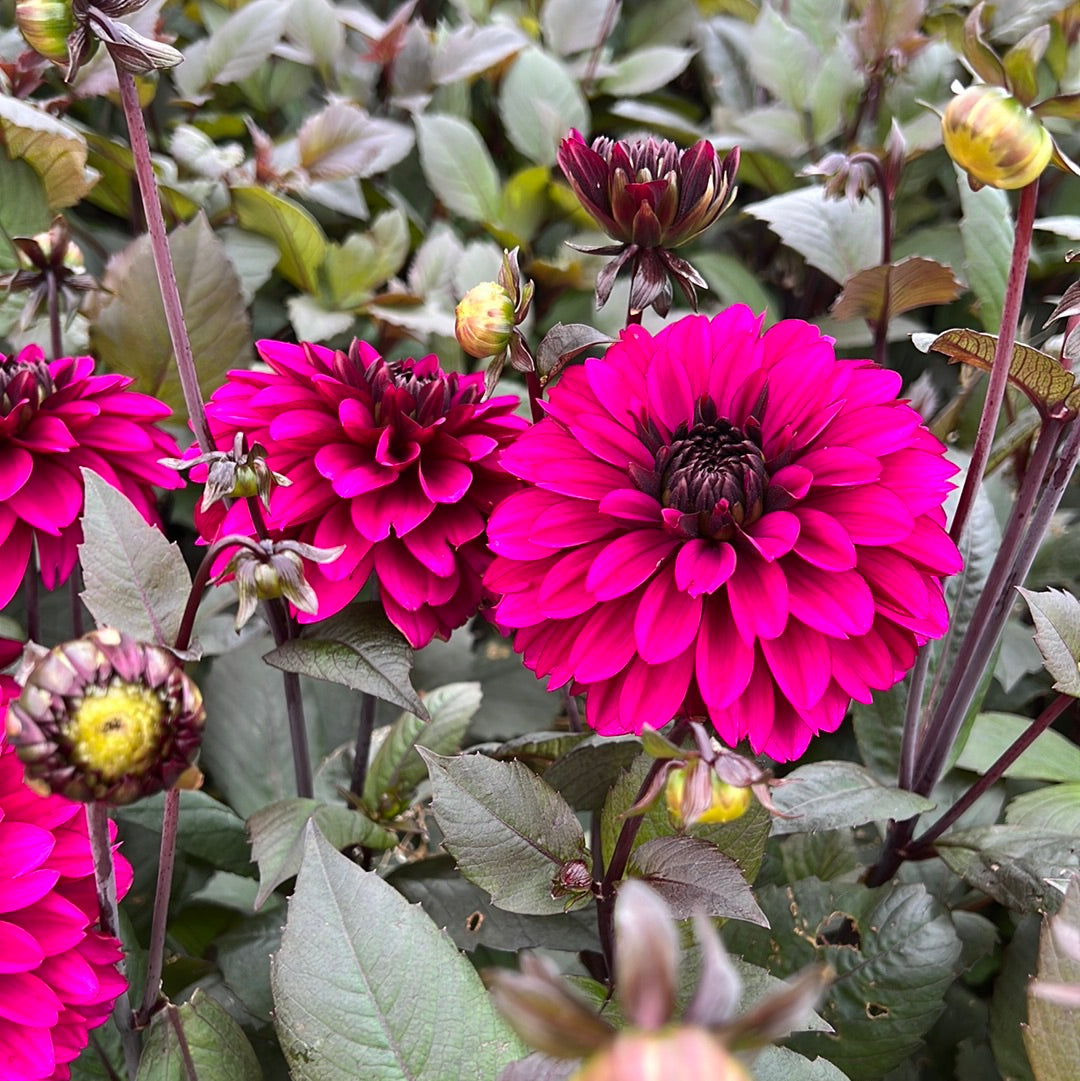 Dahlia Jennifer Mary Ellen