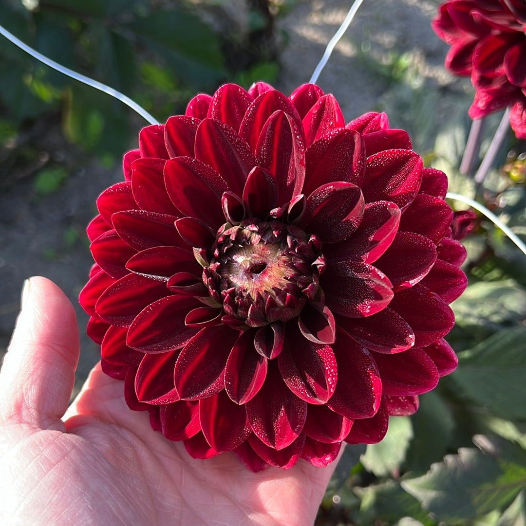 Dahlia After dusk