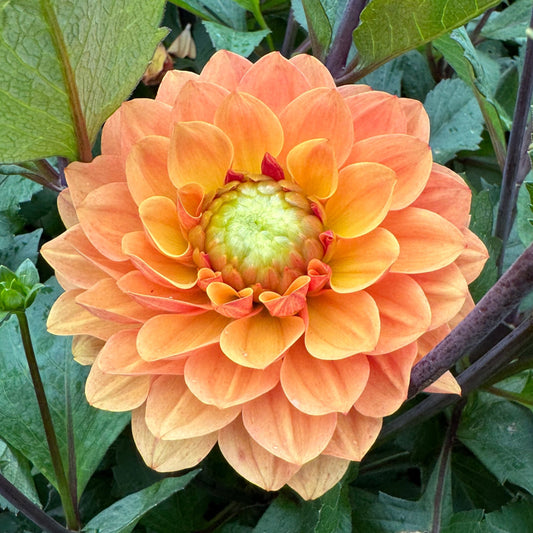 Dahlia Ginger Pearl Svenskodlad