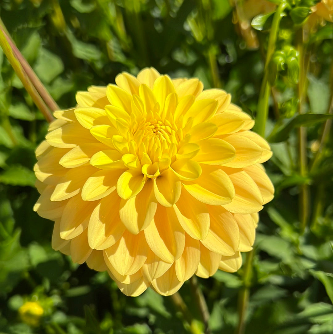Dahlia Bocherell