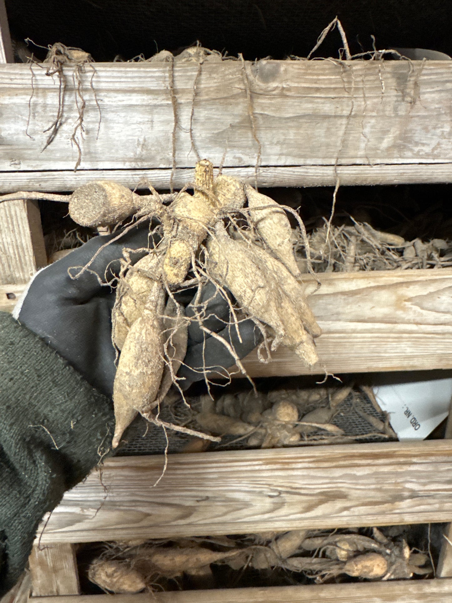 Dahlia Waltzing Mathilda