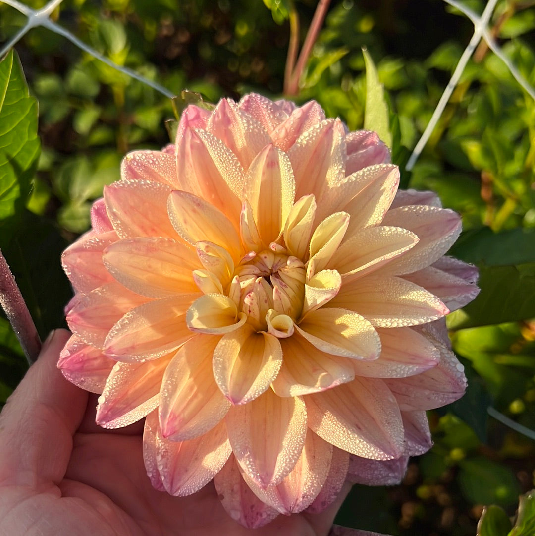 Dahlia Mondriaan Nyhet!
