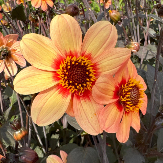 Dahlia HS First love ®