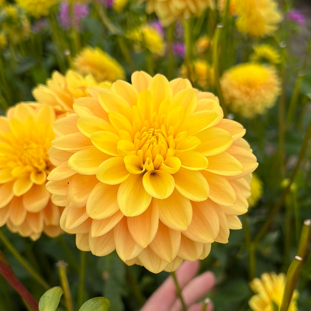 Dahlia Bocherell