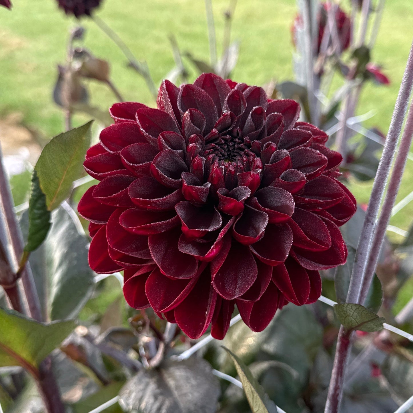 Dahlia Manoa