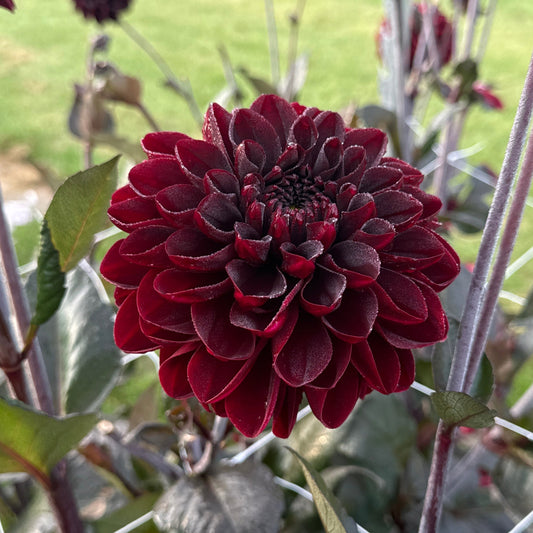 Dahlia Manoa