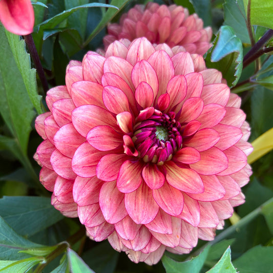 Dahlia Cherry Spice Svenskodlad