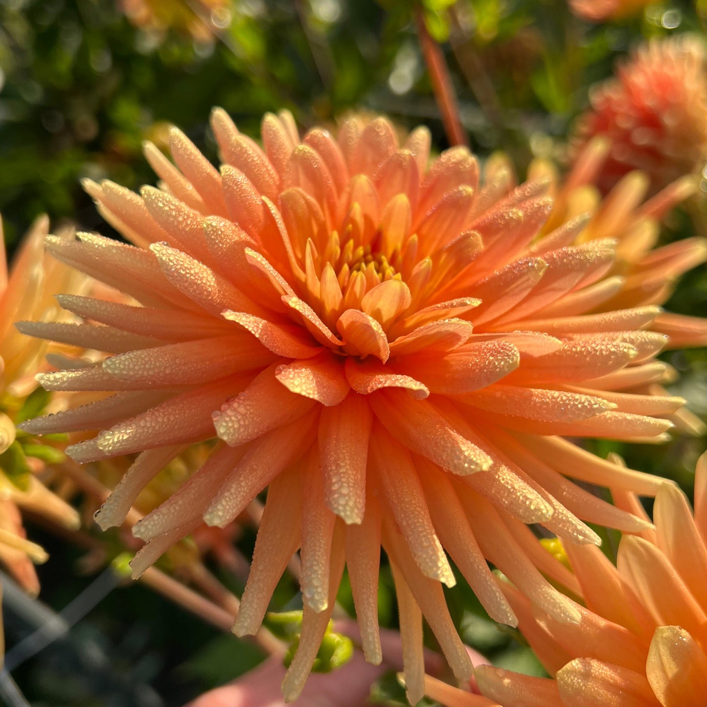 Dahlia P.G Wodehous