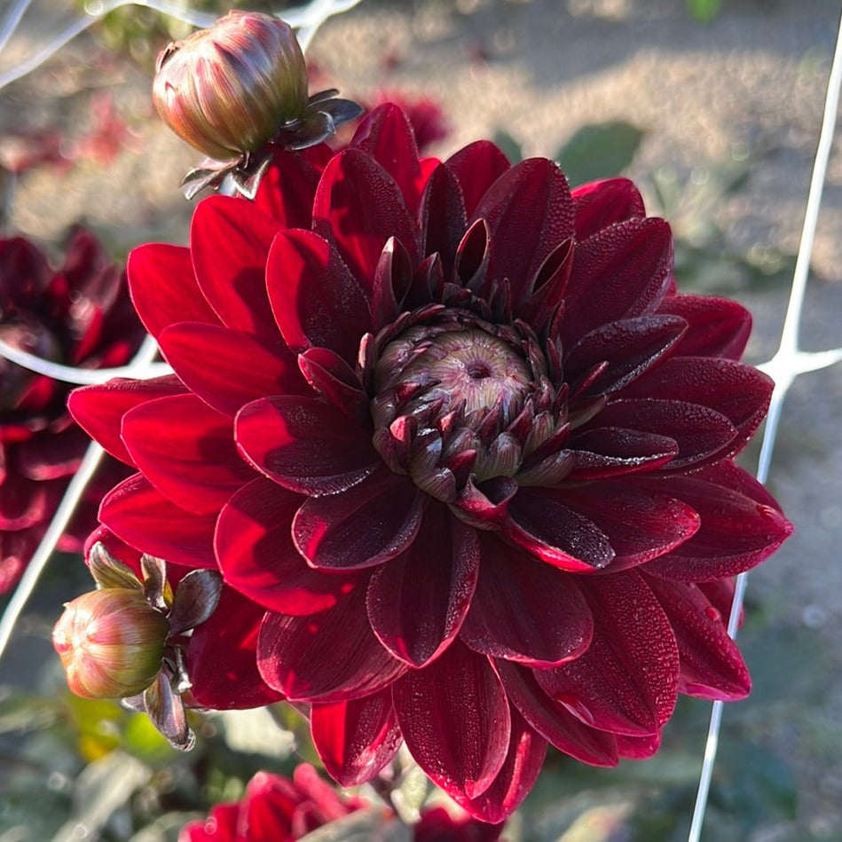 Dahlia After dusk