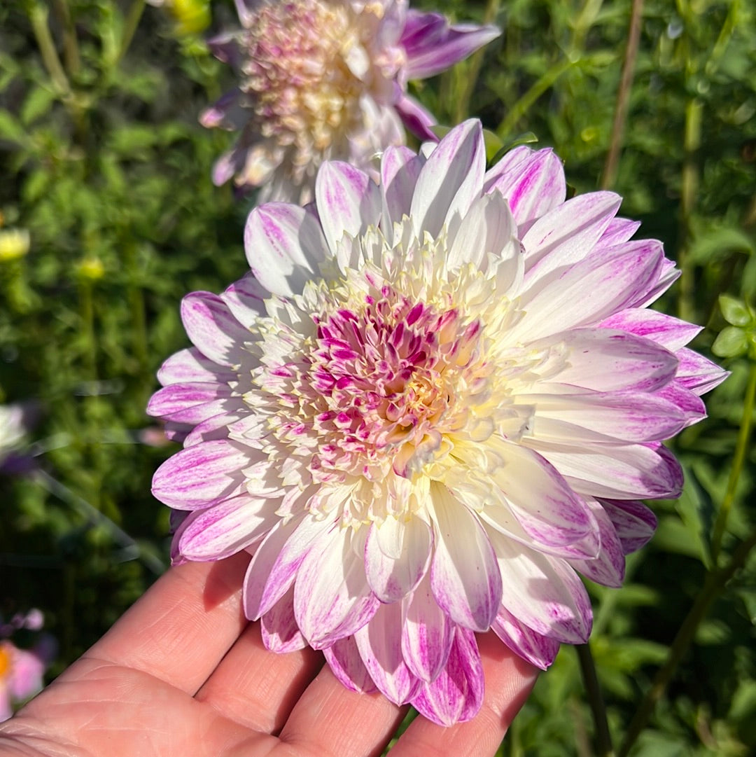 Dahlia Que Sera