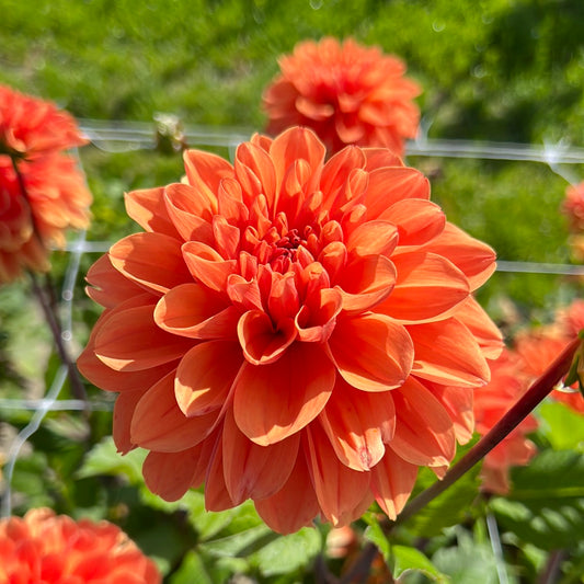 Dahlia Royal King