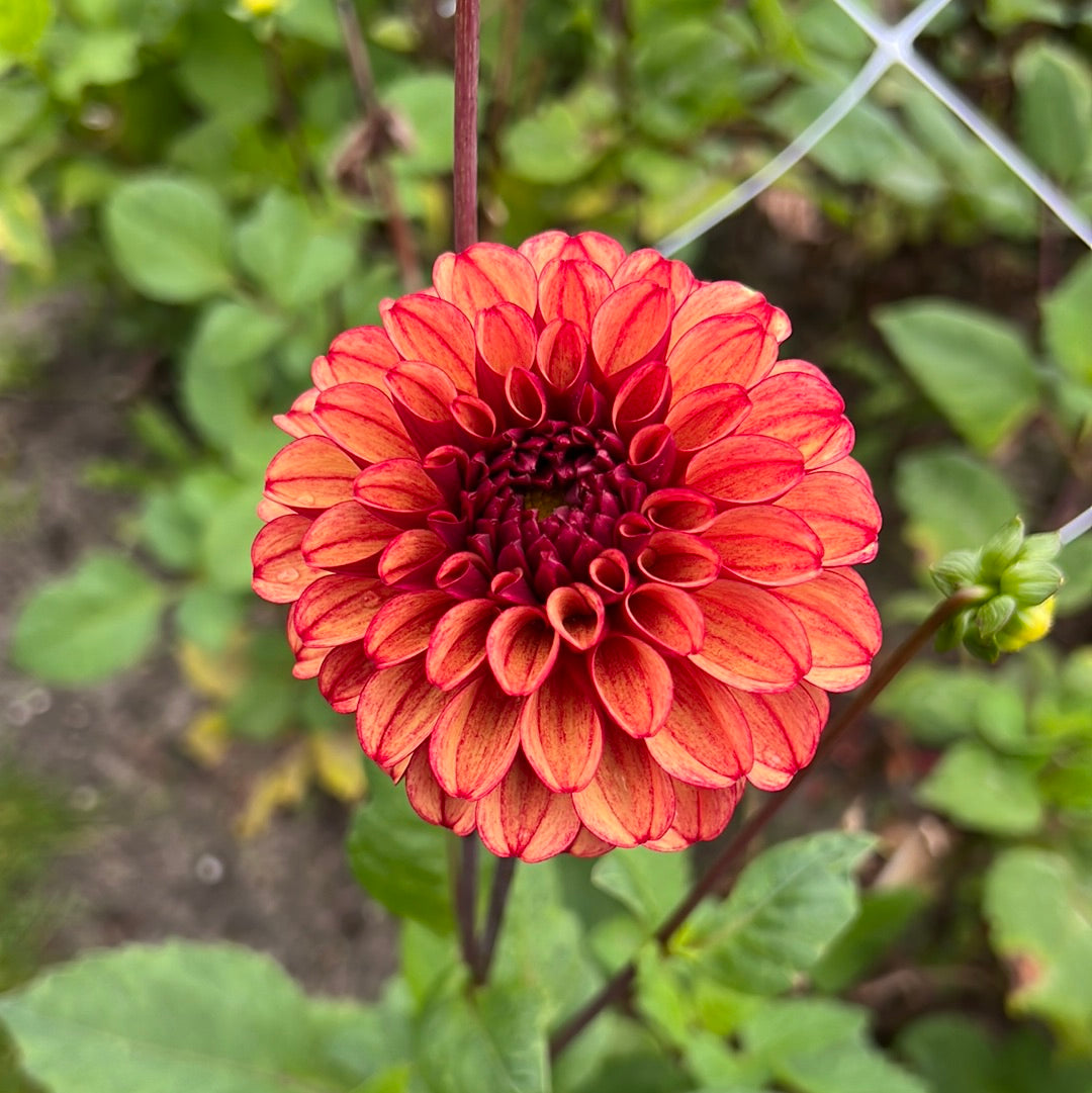 Dahlia High Fidelity