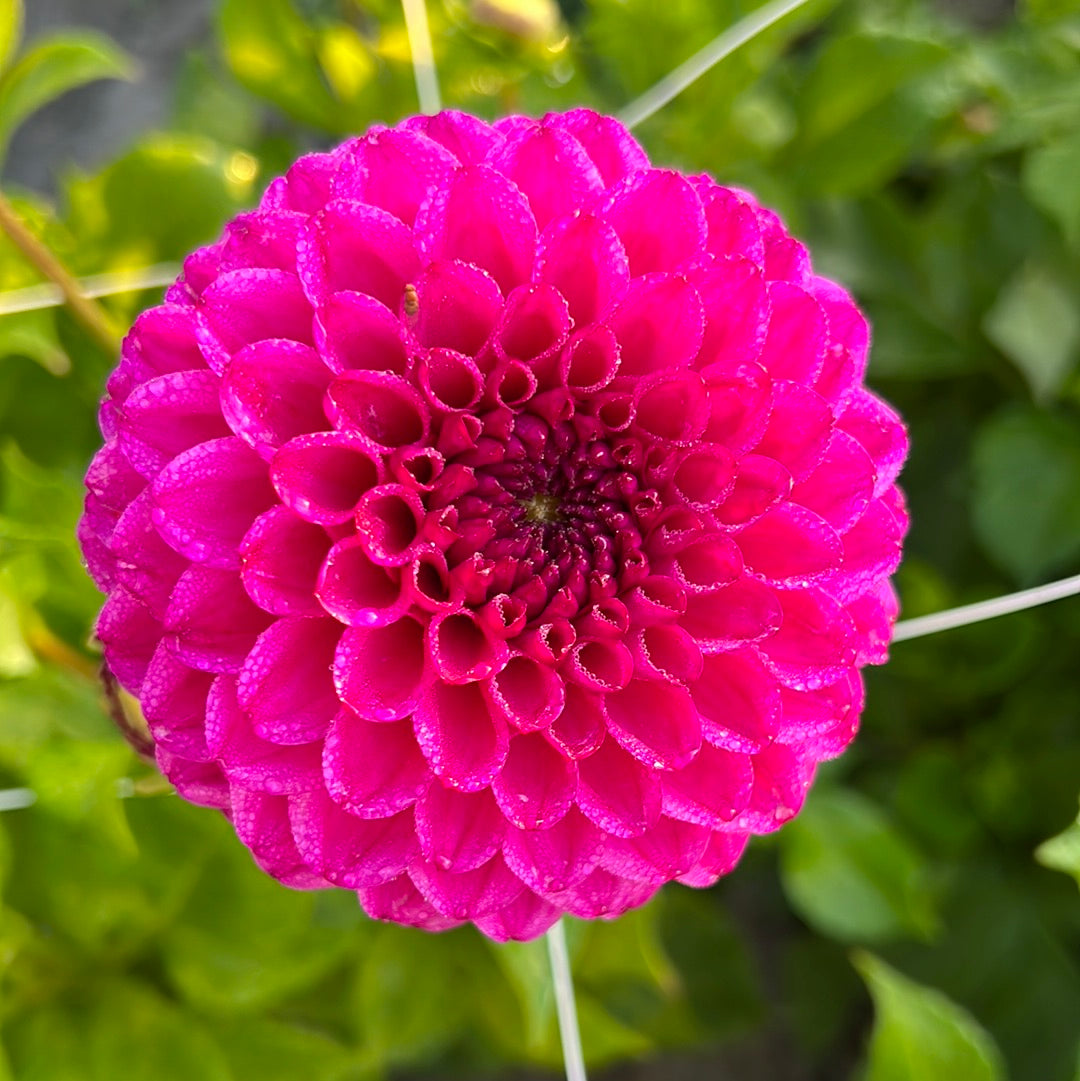 Dahlia Cryfield Harmony