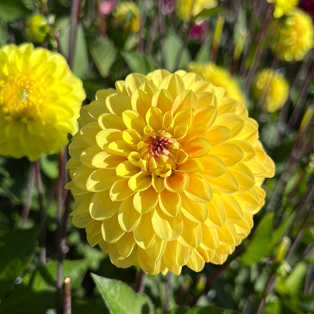 Dahlia Yellow Don Nyhet!