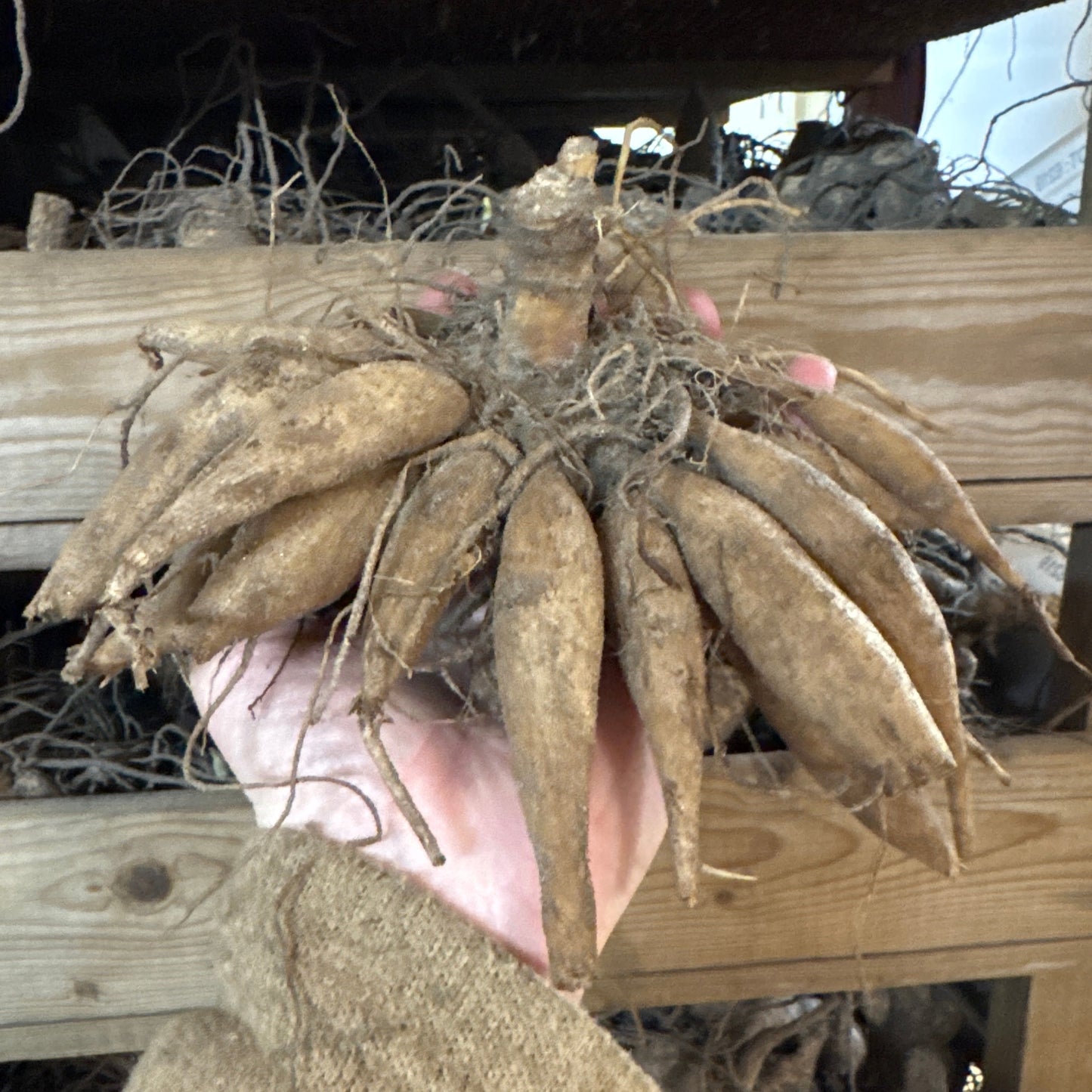 Dahlia Cornel Bronze