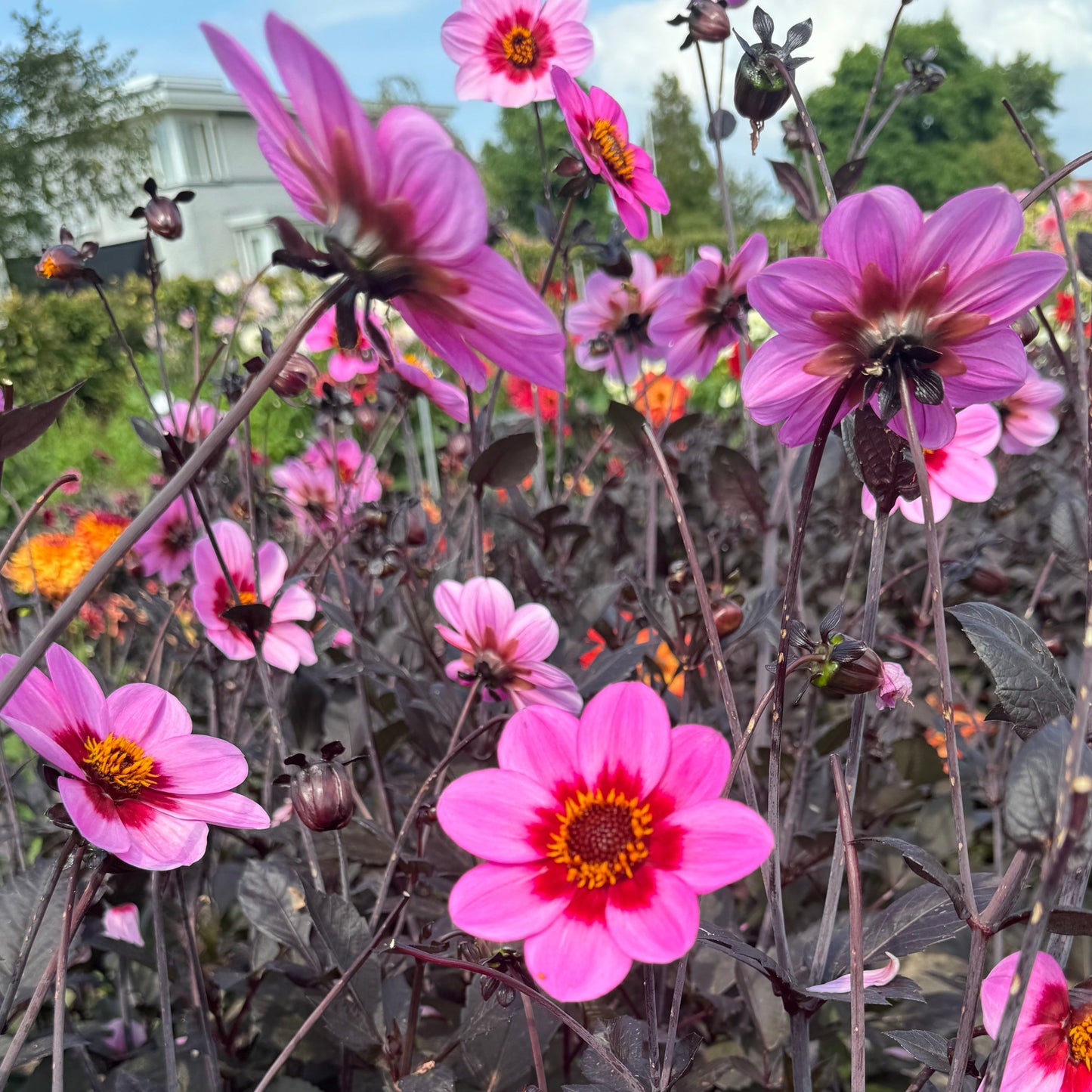 Dahlia HS Wink Nyhet!