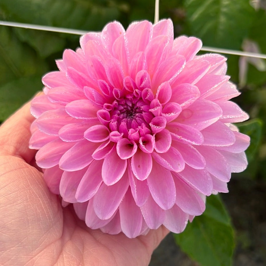Dahlia Bazuin Lavender