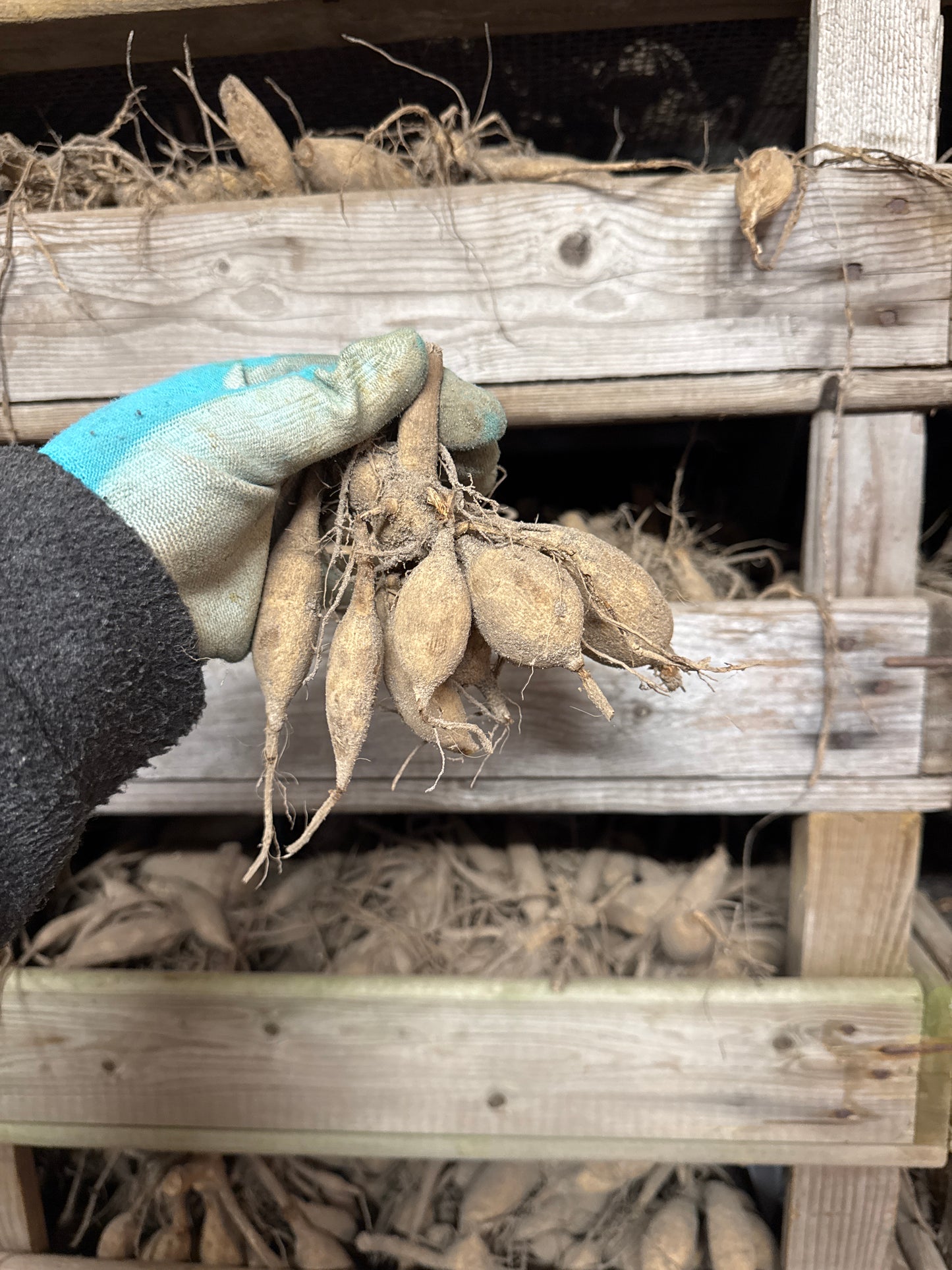 Dahlia Maxime UTGÅR!