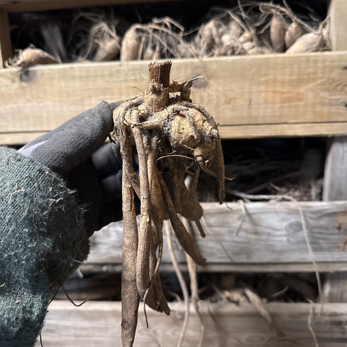 Dahlia Bohemian Spartacus