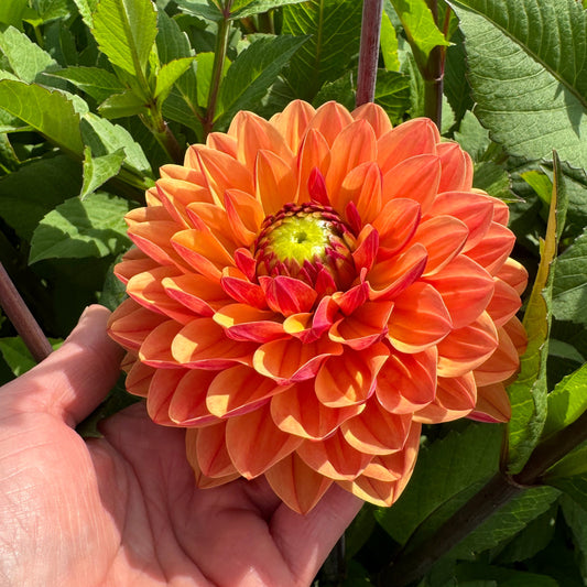 Dahlia Caviar&Bubbels Svenskodlad