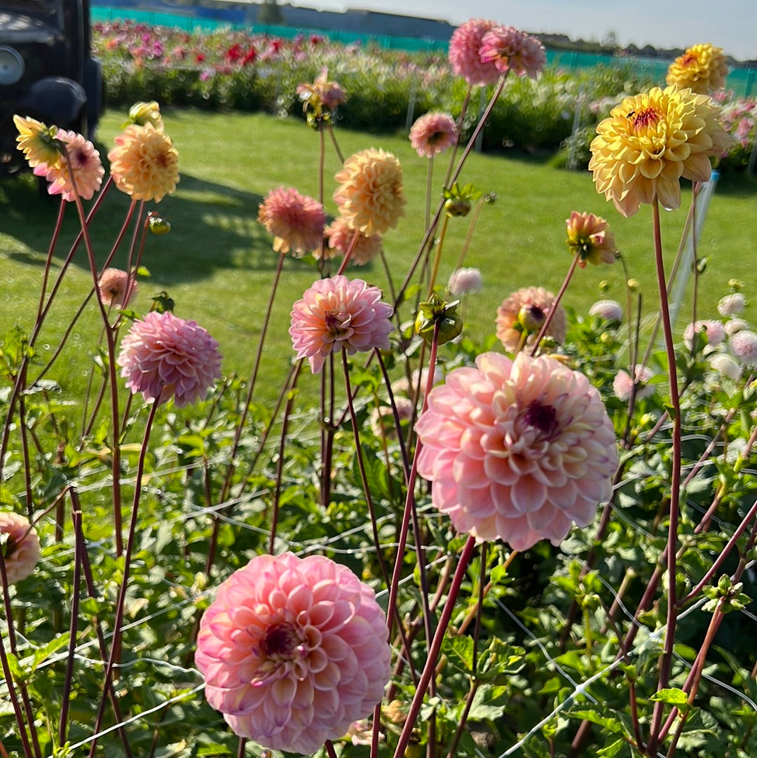 Dahlia Wine Eyed Jill
