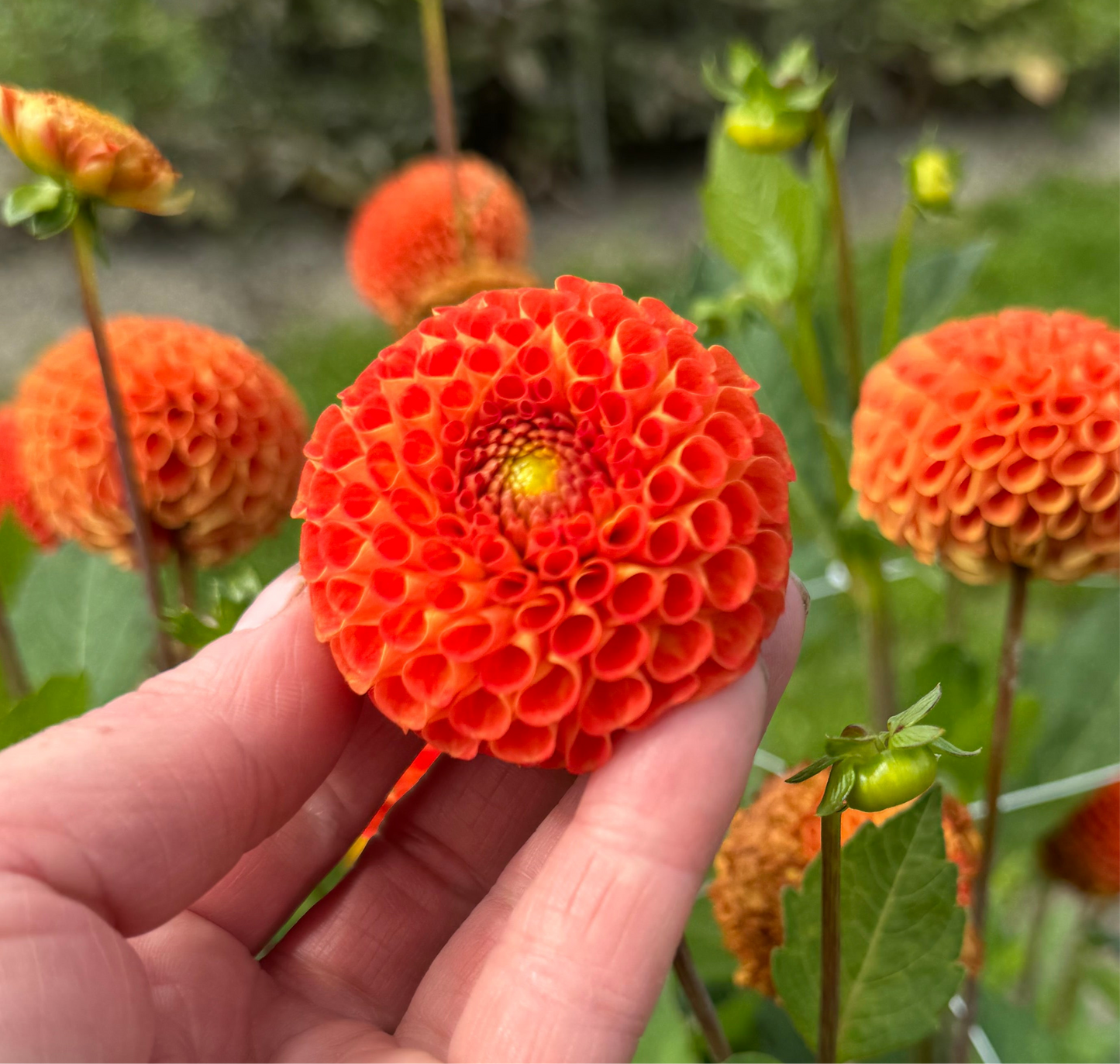 Dahlia Bantling Nyhet!