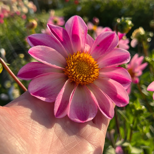 Dahlia Pink Emperor