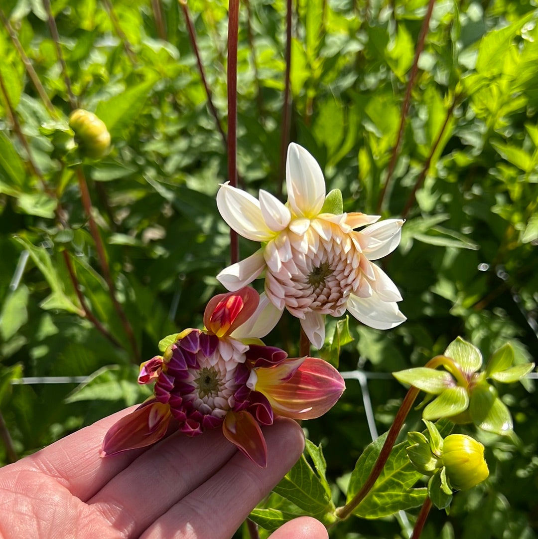 Dahlia Caribean Fantasy