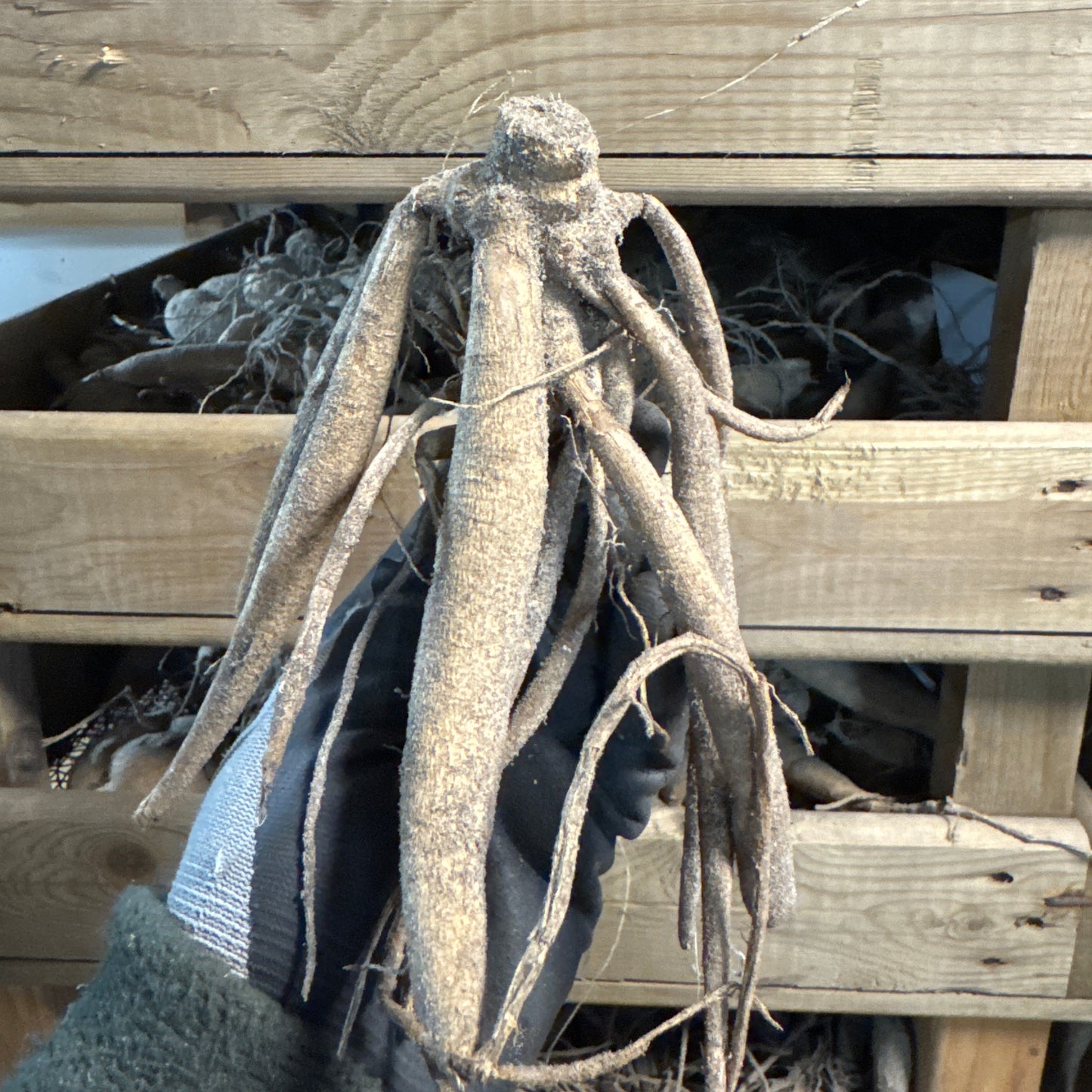 Dahlia Cryfield Harmony