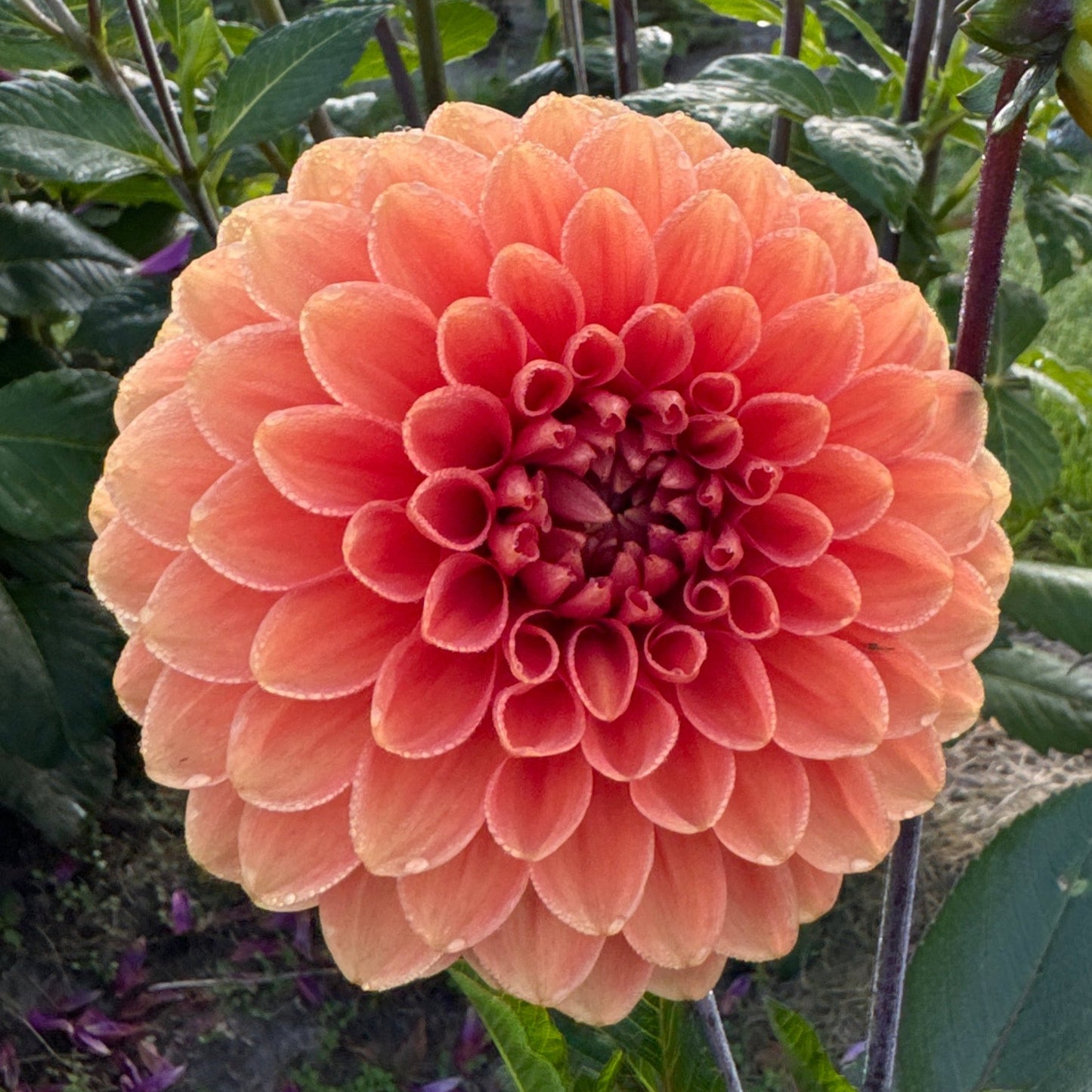 Dahlia Portofino Nyhet!