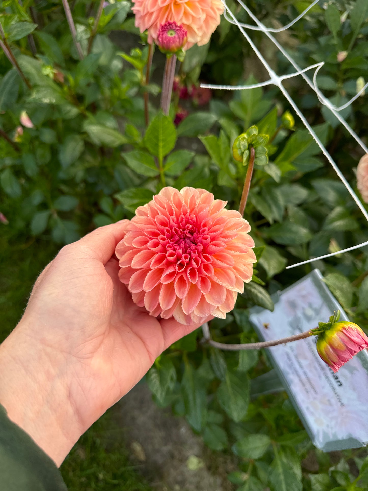 Dahlia Sebastian