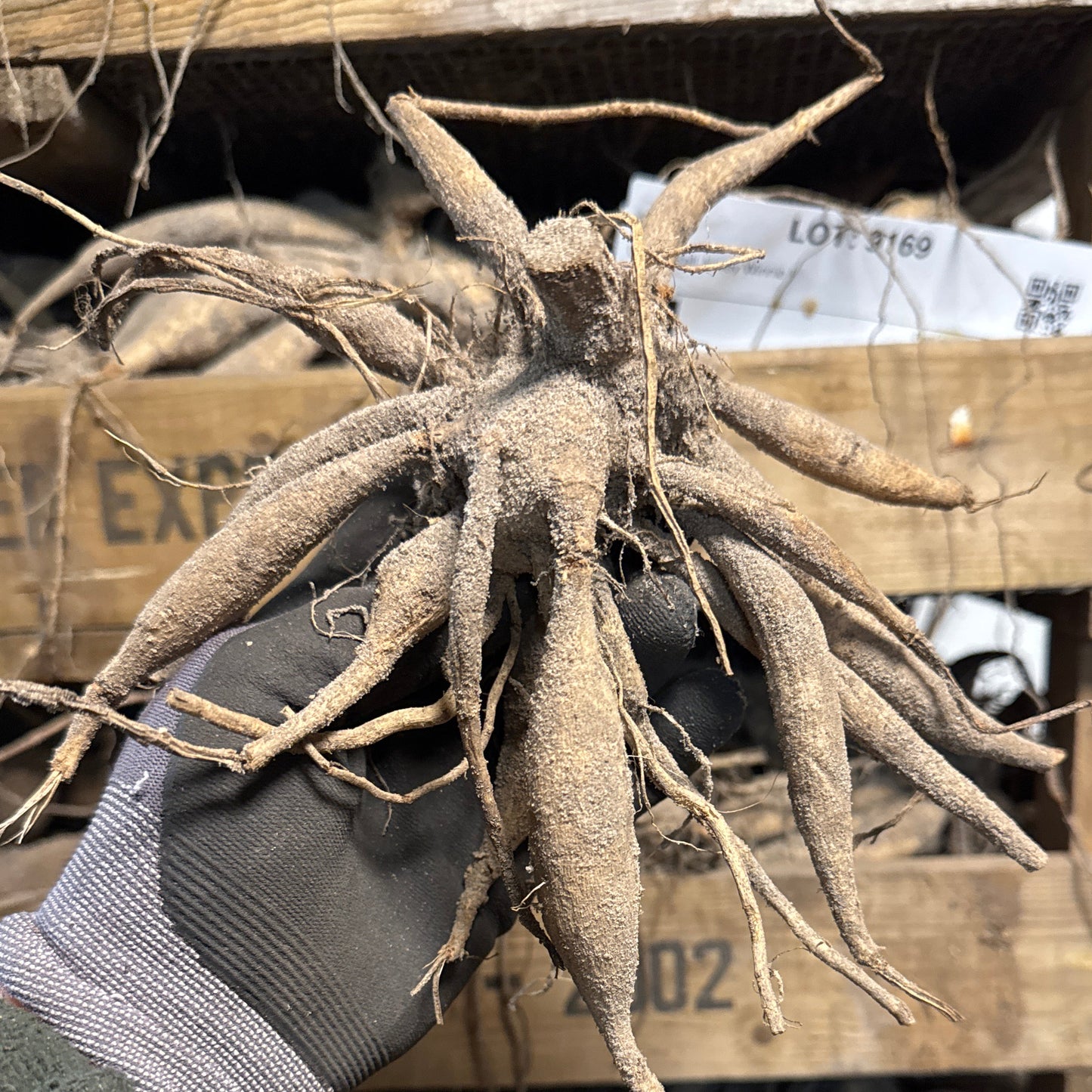 Dahlia Orange Cassini