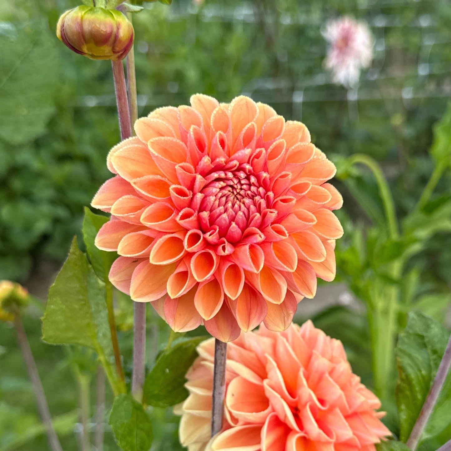 Dahlia Apricona Nyhet!