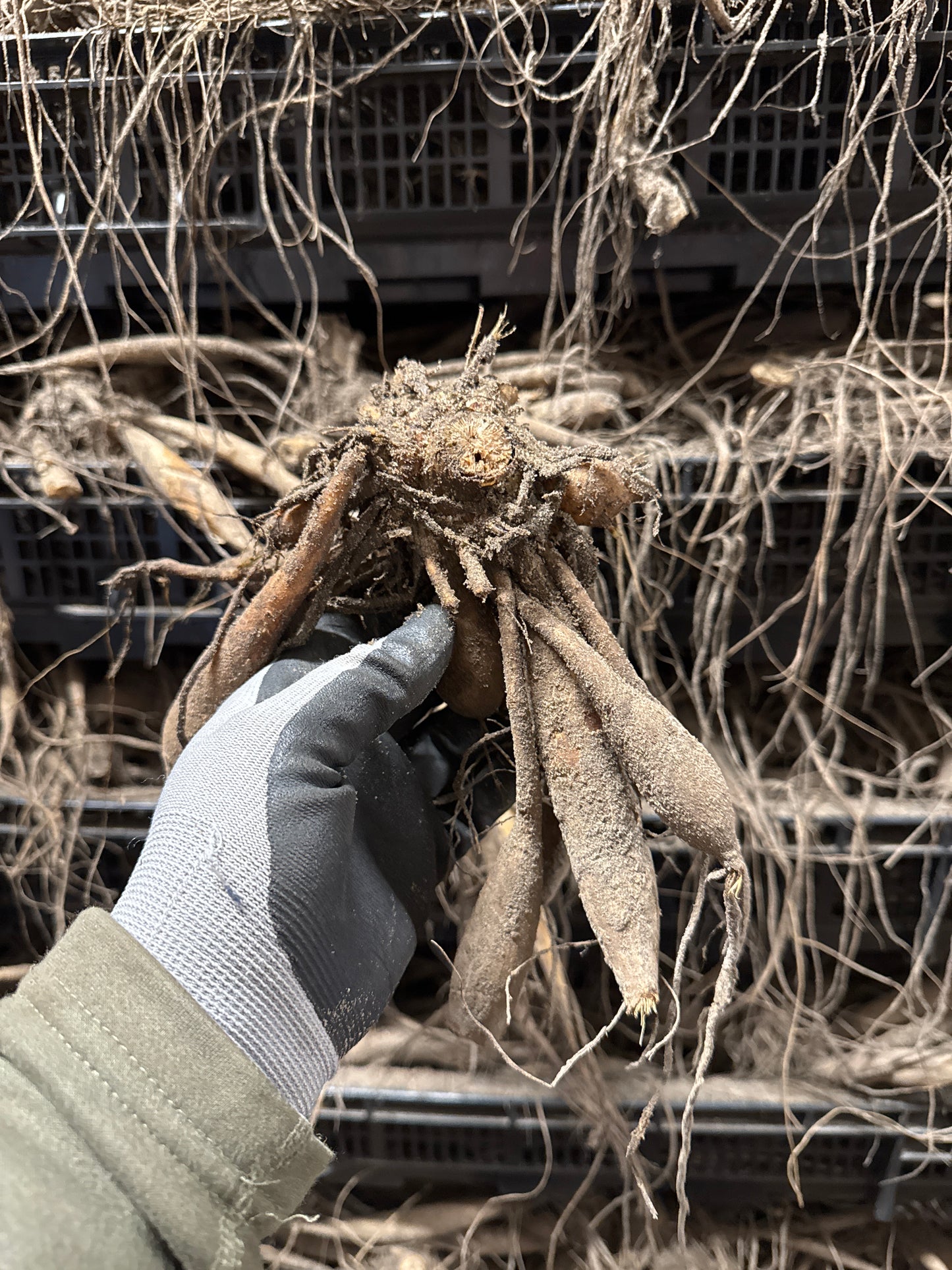 Dahlia Sissinghurst © Mycket exclusive! Nyhet!