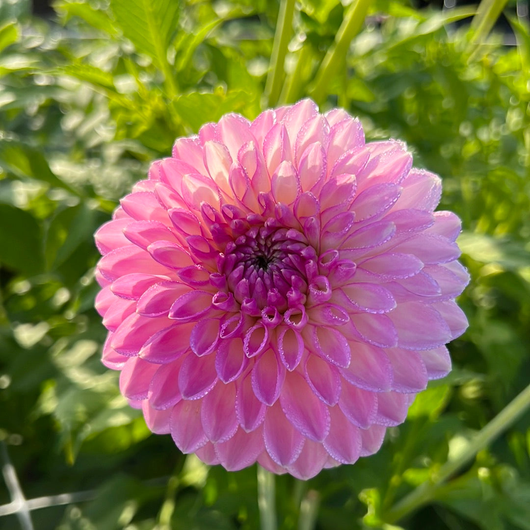 Dahlia Sefton Silvertop