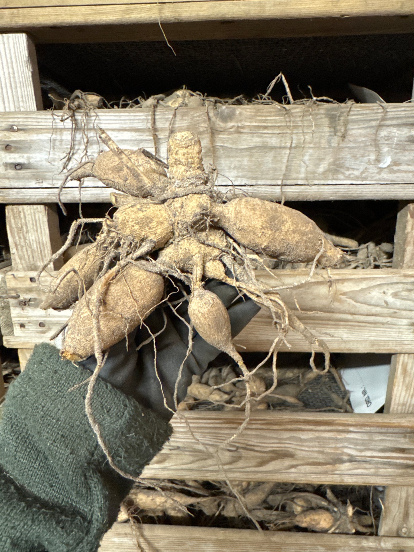 Dahlia Richard's Fortune