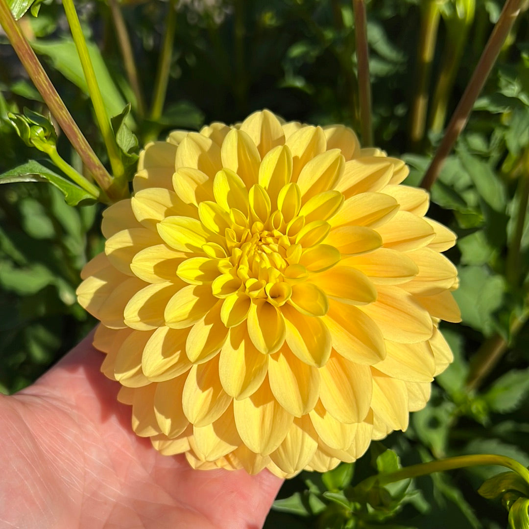 Dahlia Bocherell