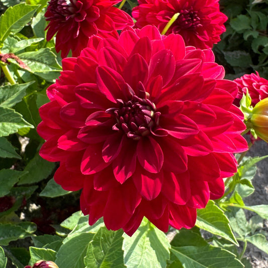 Dahlia Melody Mambo
